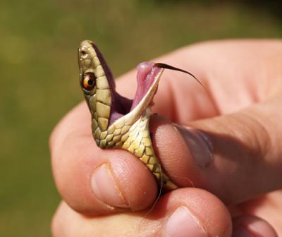 Snake Closeup