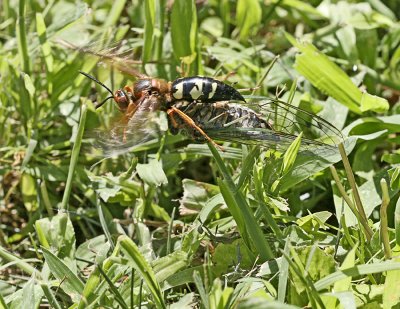 Cicada Killer Wasp with prey