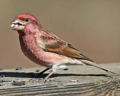 Purple Finch