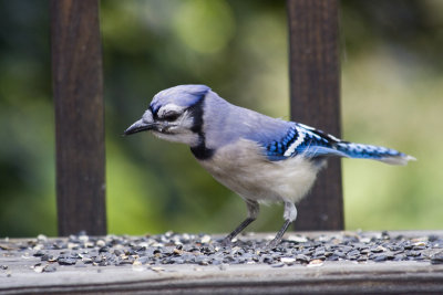 Bluejay