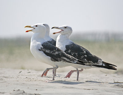 Herring Gull