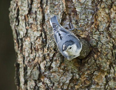 Nuthatch