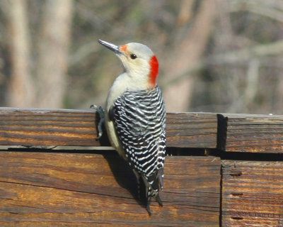 Red Bellied Woodpecker