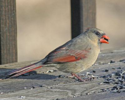 Cardinal