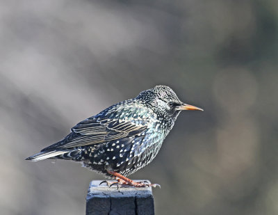 Starling