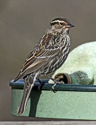 Red Winged Blackbird female