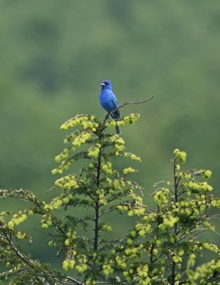 Indigo Bunting