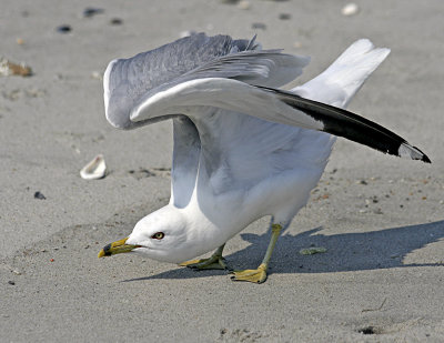 Gull