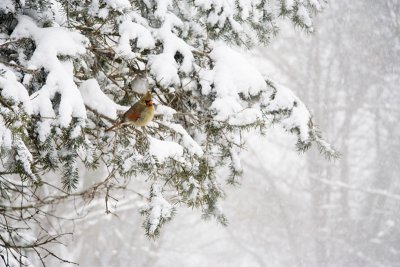 Cardinal