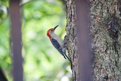 Red Bellied Woodpecker