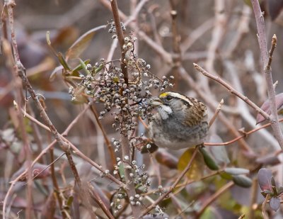 White Throated Sparrow