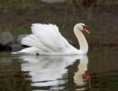 Swan