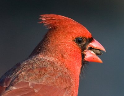 Cardinal Portrait