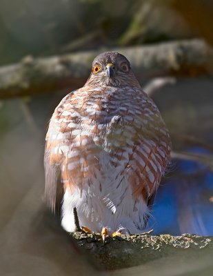 Sharp-Shinned Hawk