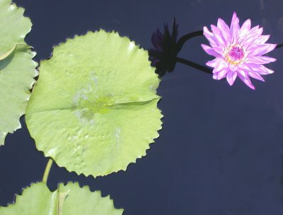 Violet water lily