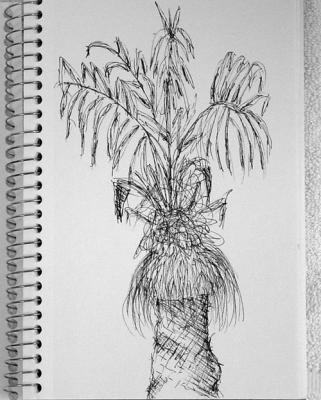 Palm Tree
