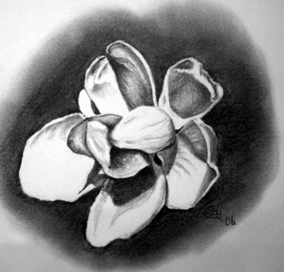 Magnolia Sketch
