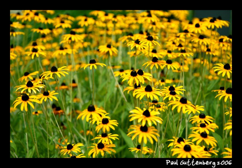 Black Eyed Susans, Alexandria VA