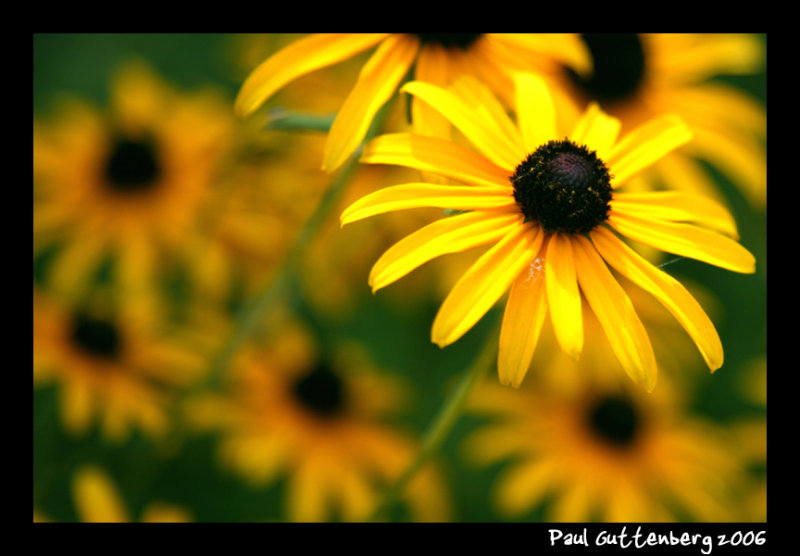 Black Eyed Susan