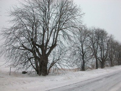 tree line in blizzard