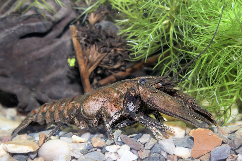 Orconectes limosus - gevlekte rivierkreeft