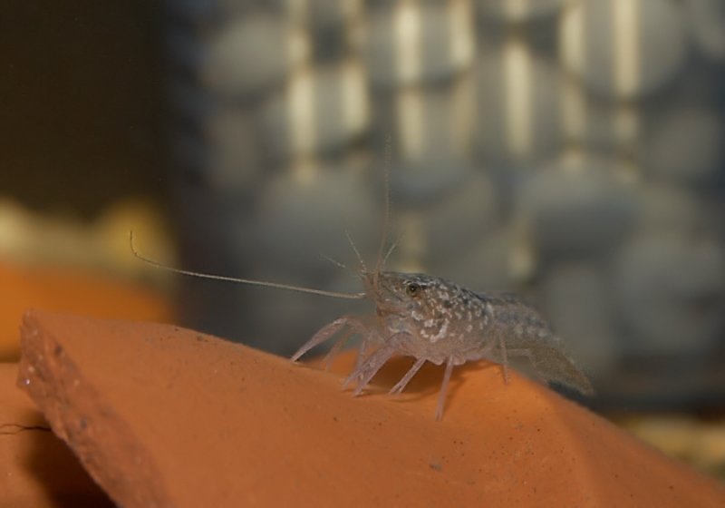 ice blue marbled crayfish