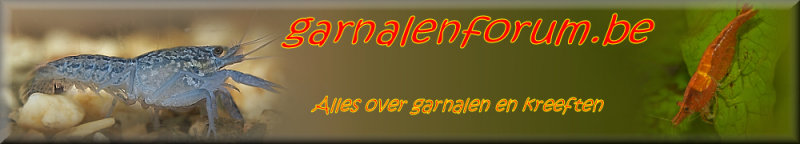 banner rand