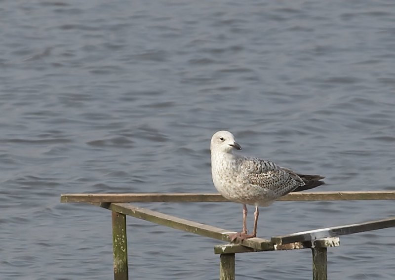 Zilvermeeuw - Herringgull