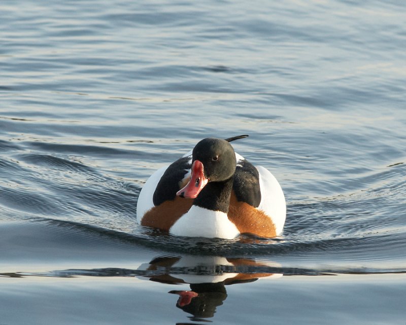 Bergeend - Common Shelduck