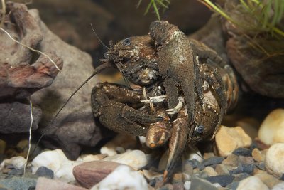 Orconectes limosus - gevlekte rivierkreeft