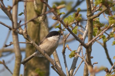 Matkop - Willow Tit