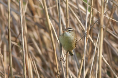 Rietzanger - Sedge warbler