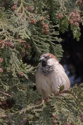 Huismus - House Sparrow