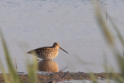 Poelsnip - Great Snipe