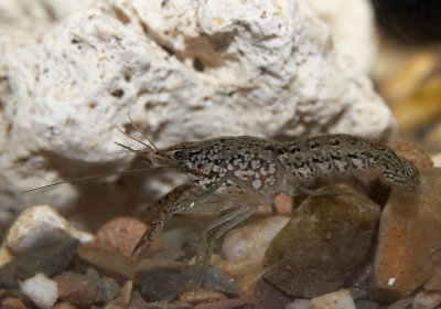 common marbled crayfish