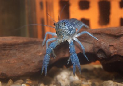 Blue marbled crayfish