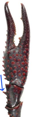 poot clarkii.jpg