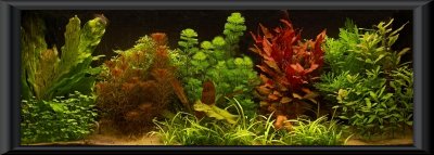 planted tank