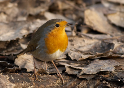 Roodborst - Robin