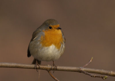Roodborst - Robin