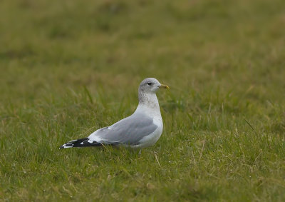 Stormmeeuw - Common Gull