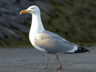 Zilvermeeuw - Herringgull