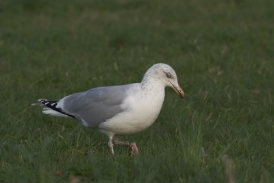 Zilvermeeuw - Herringgull