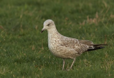 Zilvermeeuw