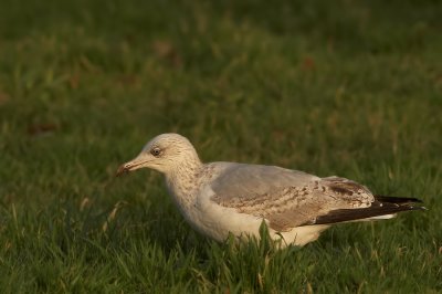 zilvermeeuw -Herring Gull