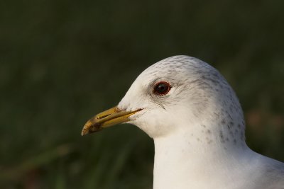 Stormmeeuw - Common Gull