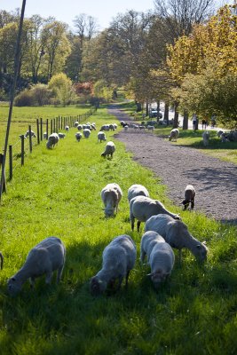 The King's sheep on Royal Djurgården