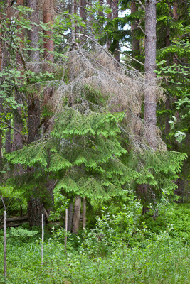 Grey haired spruce