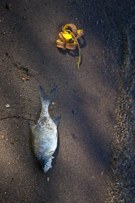 Dead fish and banana