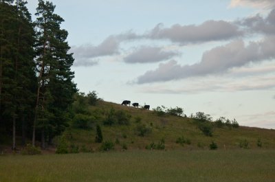 Cows in dusk